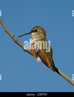 Weibliche Rufous Kolibri (Selasphorus Rufus) thront, Routt National Forest, Colorado, Vereinigte Staaten von Amerika Stockfoto