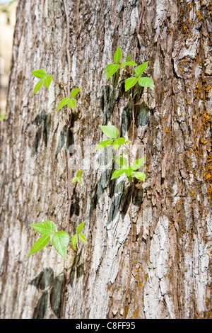 Kleine grüne Blätter des Weinstocks gegen Eiche Baumstamm in Ocala, Florida Stockfoto