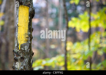 Malte trail Marker (revolutionäre) entlang der Mt Tecumseh Trail in den White Mountains, New Hampshire USA. Stockfoto