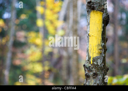 Malte trail Marker (revolutionäre) entlang der Mt Tecumseh Trail in den White Mountains, New Hampshire USA. Stockfoto