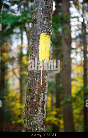 Malte trail Marker (revolutionäre) entlang der Mt Tecumseh Trail in den White Mountains, New Hampshire USA. Stockfoto