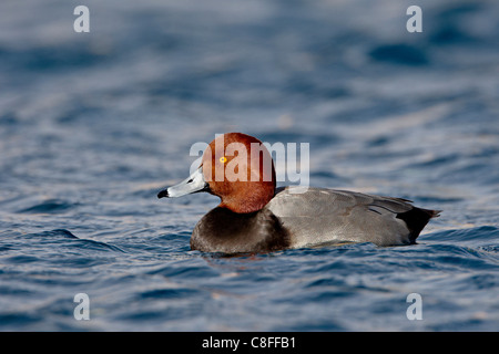 Männliche rothaarige (Aythya Americana) schwimmen, Veterans Park, Boulder City, Nevada, Deutschland Stockfoto