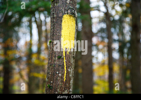 Malte trail Marker (revolutionäre) entlang der Mt Tecumseh Trail in den White Mountains, New Hampshire USA. Stockfoto