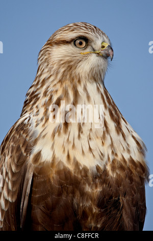 Rough – Dreibein Falke (Buteo Lagopus, Antelope Island State Park, Utah, Vereinigte Staaten von Amerika Stockfoto