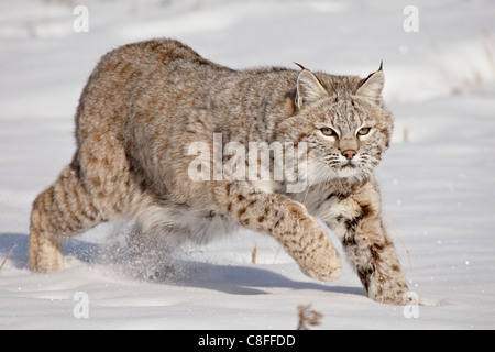 Rotluchs (Lynx Rufus) in den Schnee, in Gefangenschaft, in der Nähe von Bozeman, Montana, Vereinigte Staaten von Amerika Stockfoto