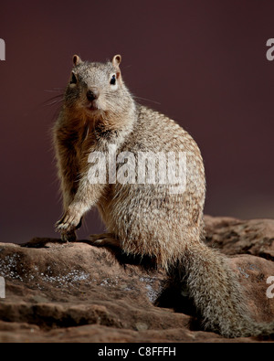 Rock Eichhörnchen (Spermophilus Variegatus, Zion Nationalpark, Utah, Vereinigte Staaten von Amerika Stockfoto