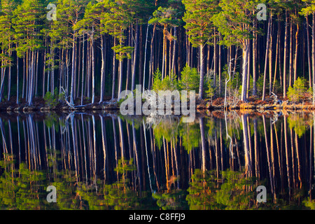 Stamm, Stämme, Birke, Birken, Baum, Bäume, Cairngorms, Kiefer, Kiefer, Kiefer, Kiefernholz, Loch, gemischt, Wald, Muster, Nationalpark, Stockfoto