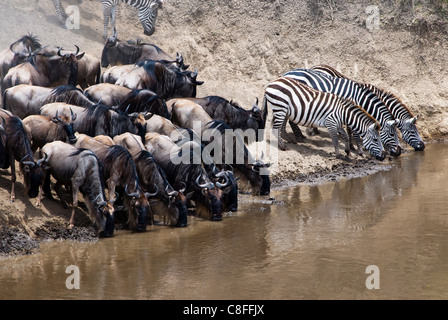 Herde von Gnus und Zebras (Burchell Zebra, Mara River, Masai Mara National Reserve, Kenia Stockfoto