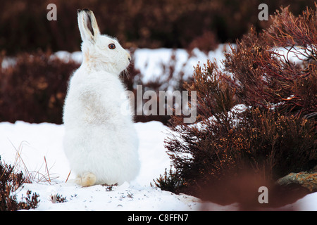 1, Alpen, Alpin, Fauna, Berg, Berge, Cairngorms, Eis, Erika, Fauna, Fell, Felsen, Berge, Hase, Kaninchen, Moor, Hochland Stockfoto