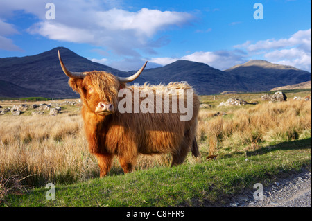 Hochlandrinder, Isle of Mull, Inneren Hebriden, Schottland, Vereinigtes Königreich Stockfoto