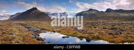 Arktische Pflanzen in Skaftafell-Nationalpark, Mount Hafrafell und Svinafellsjokull-Gletscher in der Ferne, Austurland, Island Stockfoto