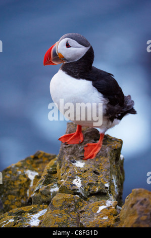 Papageitaucher (Fratercula Arctica) bei Latrabjarg, größte Vogel-Kolonie Europas Westfjorde (Vestfirðir, Island, Polarregionen Stockfoto