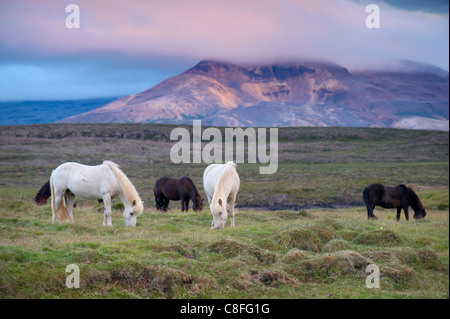 Islandpferde in der Nähe von Stykkisholmur, Snaefellsness Halbinsel, West Island, Island, Polarregionen Stockfoto