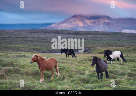 Isländische Pferde, in der Nähe von Stykkisholmur, Snaefellsness Halbinsel, West Island, Island, Polarregionen Stockfoto