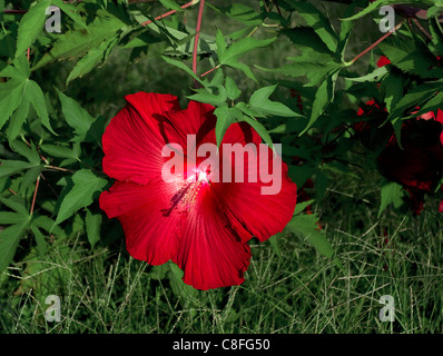 Riesig und dramatischen hell Scharlach Hibiscus Moscheutos "Lord Baltimore" Stockfoto