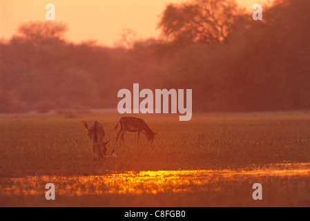 Esel bei Sonnenuntergang in den Sümpfen in der Nähe von Okavango-Fluss, Botswana Stockfoto