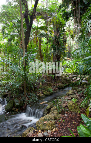 Regenwald, Fairchild Tropical Gardens, Miami, Florida, Vereinigte Staaten von Amerika Stockfoto