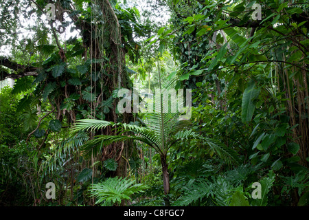 Regenwald, Fairchild Tropical Gardens, Miami, Florida, Vereinigte Staaten von Amerika Stockfoto