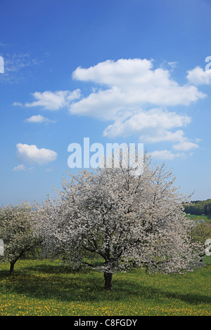 Reisen, Natur, Landwirtschaft, Europa, Schweiz, Baselland, Ackerland, ländlichen, ruhigen, landschaftlich, Landschaft, blauer Himmel, Wolke, Gree Stockfoto