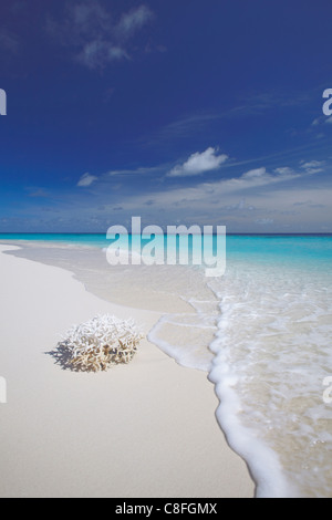 Korallen am weißen Sandstrand, Malediven, Indischer Ozean Stockfoto