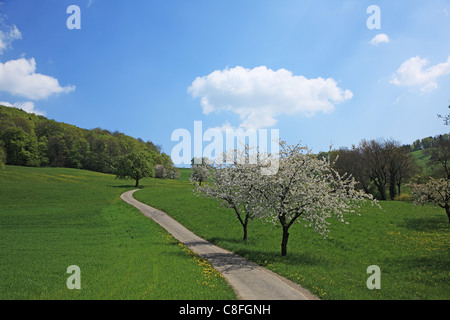 Reisen, Natur, Landwirtschaft, Europa, Schweiz, Baselland, Ackerland, ländlichen, ruhigen, landschaftlich, Landschaft, blauer Himmel, Wolke, Gree Stockfoto