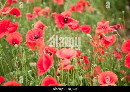 Bereich der wilden Mohn Blumen. Stockfoto