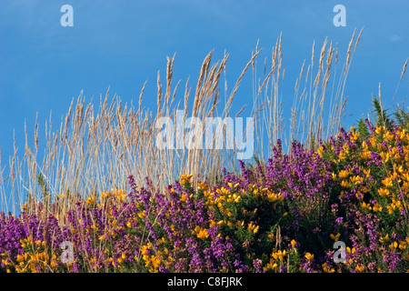 Bunte Moorland Ginster und Heidekraut Blumen in der Sommersonne Stockfoto