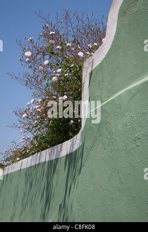Sintra, wilde rosa Kletterrosen über eine grüne Wand hängen Stockfoto