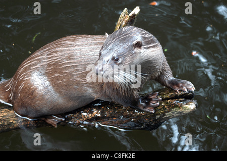 Englische oder europäische Otter, zu langsam kommen wieder ungestört Flüssen, Flussmündungen und Bächen. Stockfoto