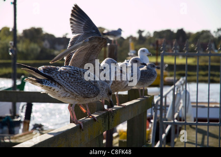 Möwen Line-up auf einige Geländer in Southwold Harbour in Suffolk warten auf den nächsten Touristen bieten ihnen übrig gebliebenen Fish &amp; chips Stockfoto