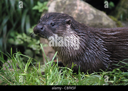 Englische oder europäische Otter, so dass eine langsame kommen zurück zum britischen Flüssen, Küsten und Flussmündungen. Stockfoto