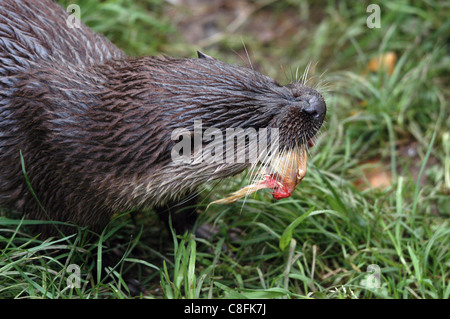 Englische oder europäische Otter, langsamere kommen zurück zum britischen Küstengebiete, Flussmündungen und Flüsse machen Stockfoto