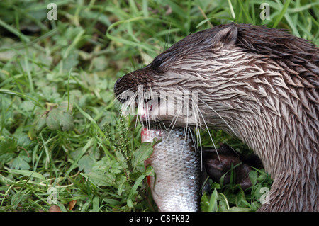 Die Briten oder europäische Otter Fütterung. Mit sauberer Flüsse und verwalteten Lebensraum leistet der Otter ein langsames zurückkommen. Stockfoto