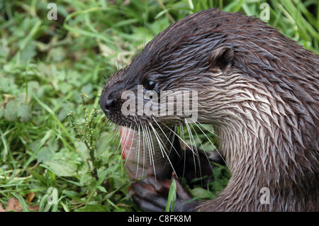 Die Briten oder europäische Otter Fütterung. In der Nähe vom Aussterben bedroht in den frühen 1960er Jahren machen nun eine langsame kommen zurück in unsere Flüsse. Stockfoto