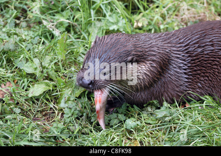 Die Briten oder europäische Otter, nah an Löschung in den 1960er Jahren ist jetzt mit sauberer Flüsse, so dass ein langsam wieder kommen. Stockfoto