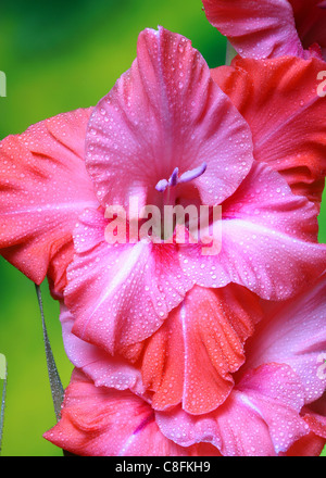 Schöne rote Blume der Gladiolen. Stockfoto