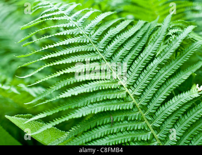 Frischer grüner Farn Blatt. Nahaufnahme. Stockfoto