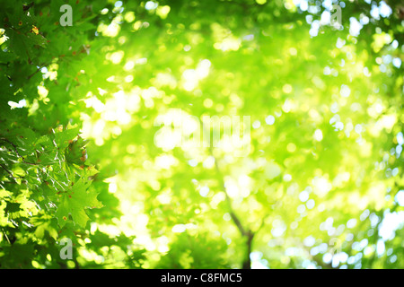 Abstrakte unscharfen Hintergrund. Der Sonne Strahlen durch das satte Grün. Stockfoto