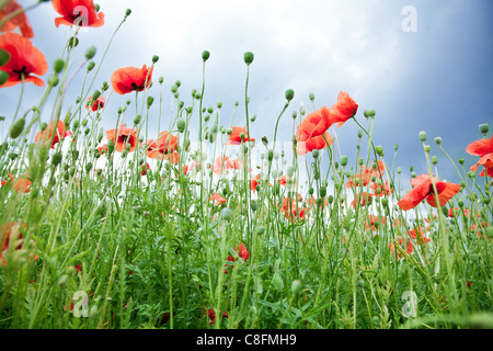 Wilder Mohn Blumen auf blauem Himmelshintergrund. Stockfoto