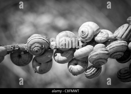 Gruppe von Schnecken auf trockenen Ast, schwarz / weiß Stockfoto