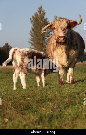 Cholmondeley Schlossgärten. Longhorn Kälberfütterung von seiner Mutter auf Cholmondeley Schloß Hof. Stockfoto