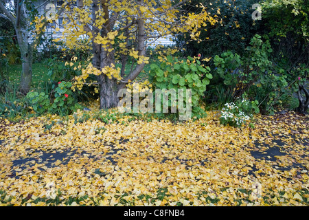 Herbstlaub, Herbstfarben, Neuseeland Stockfoto