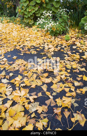 Herbstlaub, Herbstfarben, Neuseeland Stockfoto