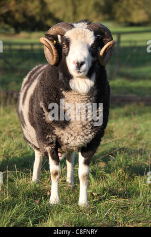 Cholmondeley Schlossgärten. Ein Widder Jacob Schafe auf Cholmondeley Schloß Hof. Stockfoto
