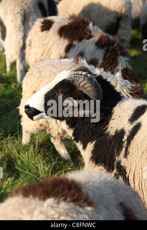 Cholmondeley Schlossgärten. Ein Widder Jacob Schafe auf Cholmondeley Schloß Hof. Stockfoto