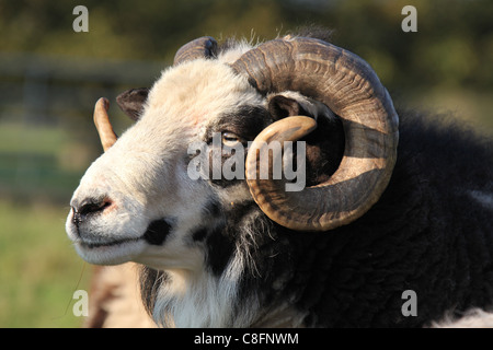 Cholmondeley Schlossgärten. Nahaufnahme eines Widders Jacob Schafe auf Cholmondeley Schloß Hof. Stockfoto