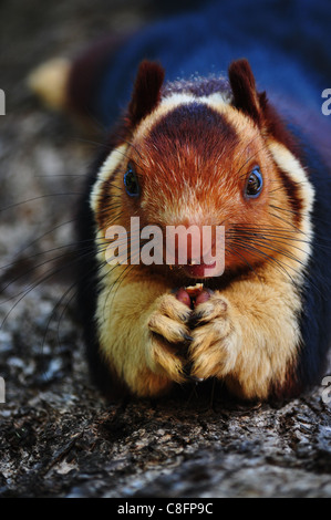 Die indische Riese Eichhörnchen, oder malabar Riese Eichhörnchen, ist ein großer Baum Eichhörnchen Arten der Gattung ratufa native nach Indien. foto @ thenmala, Südindien. Stockfoto