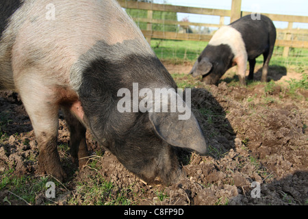 Cholmondeley Schlossgärten. Gloucester alten Ort Schweine auf Cholmondeley Schloß Hof. Stockfoto