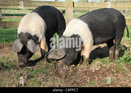 Cholmondeley Schlossgärten. Gloucester alten Ort Schweine auf Cholmondeley Schloß Hof. Stockfoto