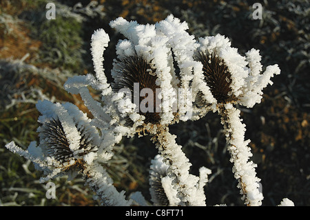 Winter, Disteln unter Frost, Blätter unter Frost scheinen wie Juwelen. Winter in Drôme, Frankreich. Stockfoto